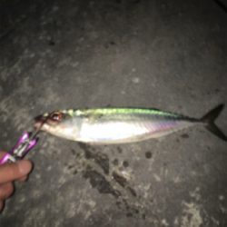 大サバやっとゲット