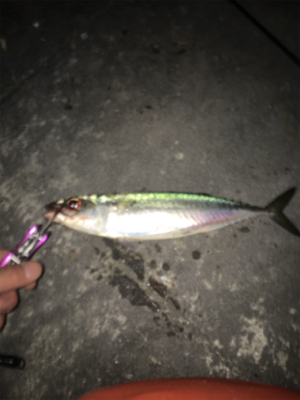 大サバやっとゲット