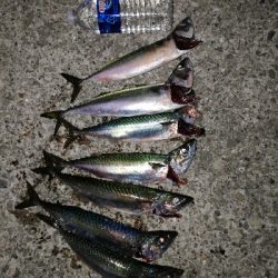 またまたサバゲー♪