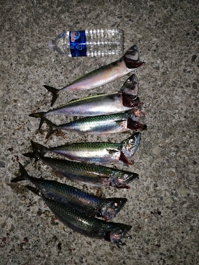 またまたサバゲー♪