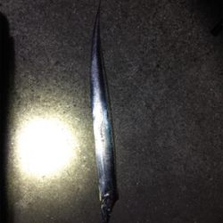 タチウオチェック