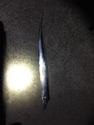 タチウオチェック