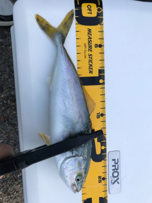 ヒラマサの子？ブリの子？