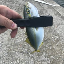 ツバスが釣りたい