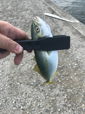 ツバスが釣りたい