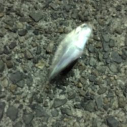 まづめアジング