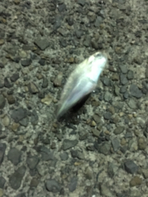 まづめアジング