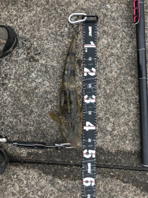 マゴチ入れ食い