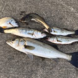 今朝は寒く魚の活性高い