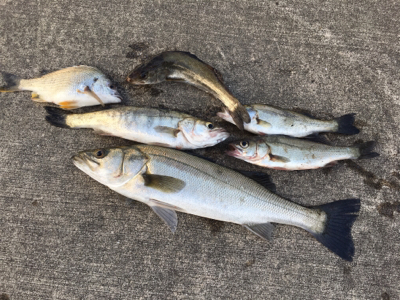 今朝は寒く魚の活性高い