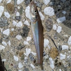 エギング諦めサーフキス