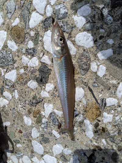 エギング諦めサーフキス