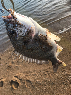 久しぶりのチニングがまさかの