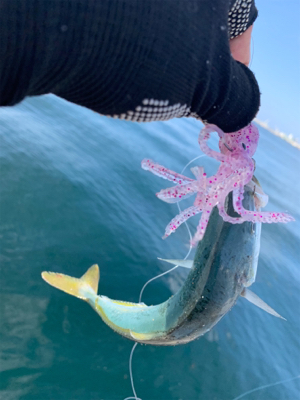 わがままなツバス