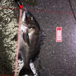 シーバス狙いでチヌ