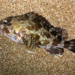 ガッシーフェス