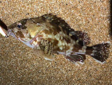 ガッシーフェス