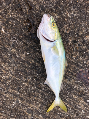 ツバスツバスツバス