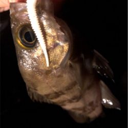 ウィンドウドリフト!