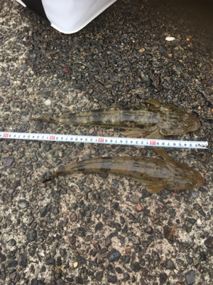 親父たちの釣行 舞鶴編