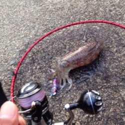 ショアジギングの合間で