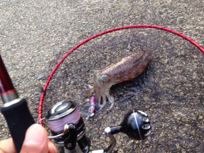 ショアジギングの合間で