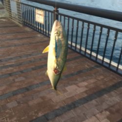 ツバス 天保山中央突堤