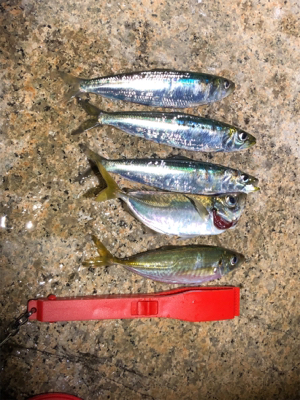 メバリングのはずが･･･