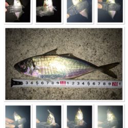 貝塚ライトゲームで色々釣れます。