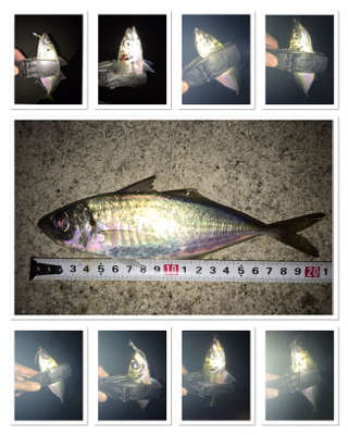 貝塚ライトゲームで色々釣れます。