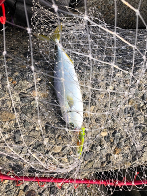 ツバス祭り❗️…