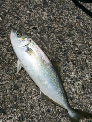 豆アジとツバス