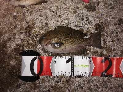 アタリ多数あり