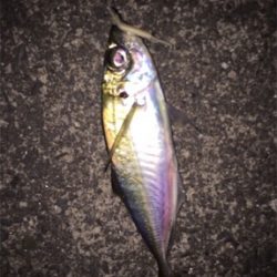 久々のメバリング