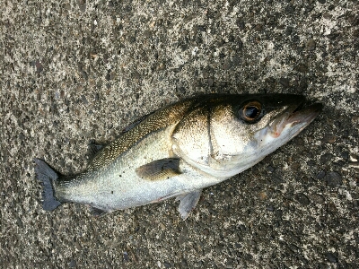 シーバスとキビレ