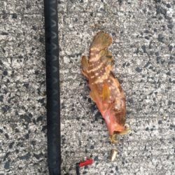 ロックフィッシュゲーム