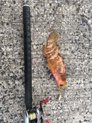 ロックフィッシュゲーム