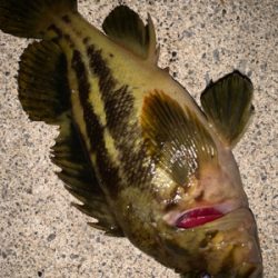 お魚さんどこいった！？