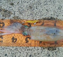 初！！春アオリ　キロアップ！！！