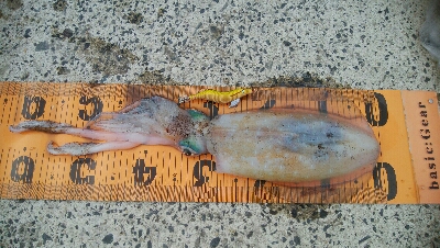 初！！春アオリ　キロアップ！！！