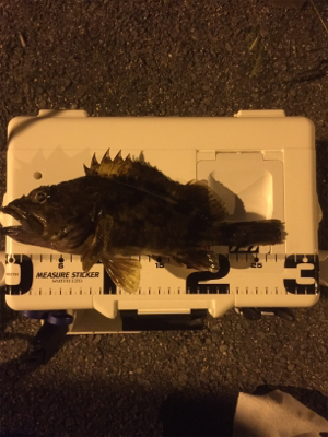 ガシラ自己新記録