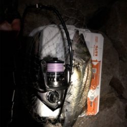 シーバスからのツバス