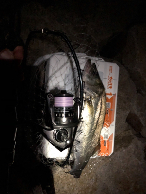 シーバスからのツバス