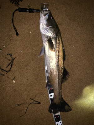 75センチシーバス！