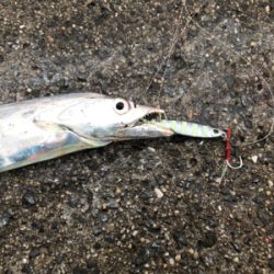 太刀魚サイズアップ!