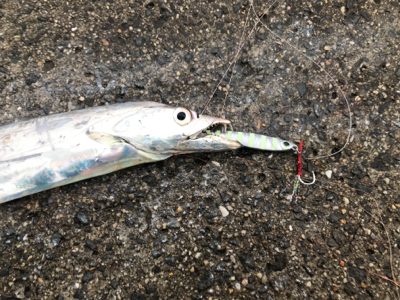 太刀魚サイズアップ!