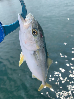 癒しツバスと難しいデイシーバス