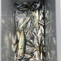 赤石東埠頭で、アジ200匹とツバス3匹