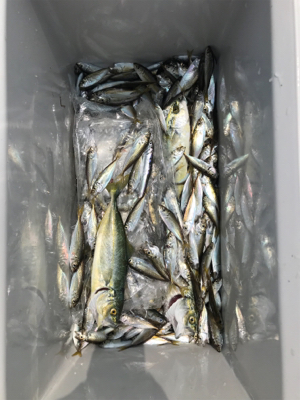 赤石東埠頭で、アジ200匹とツバス3匹