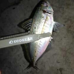 ナイトアジング